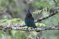 Cyanocitta stelleri Steller's Jay (front)