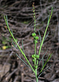 <i>Stillingia linearifolia</i> Species of flowering plant