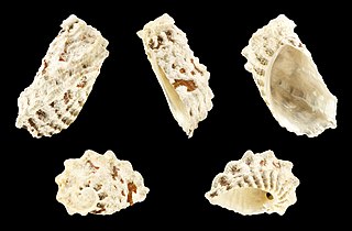 <i>Stomatia phymotis</i> species of mollusc