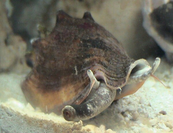 Live animal of the Florida fighting conch Strombus alatus: Note the extensible snout in the foreground, and the two stalked eyes behind it.