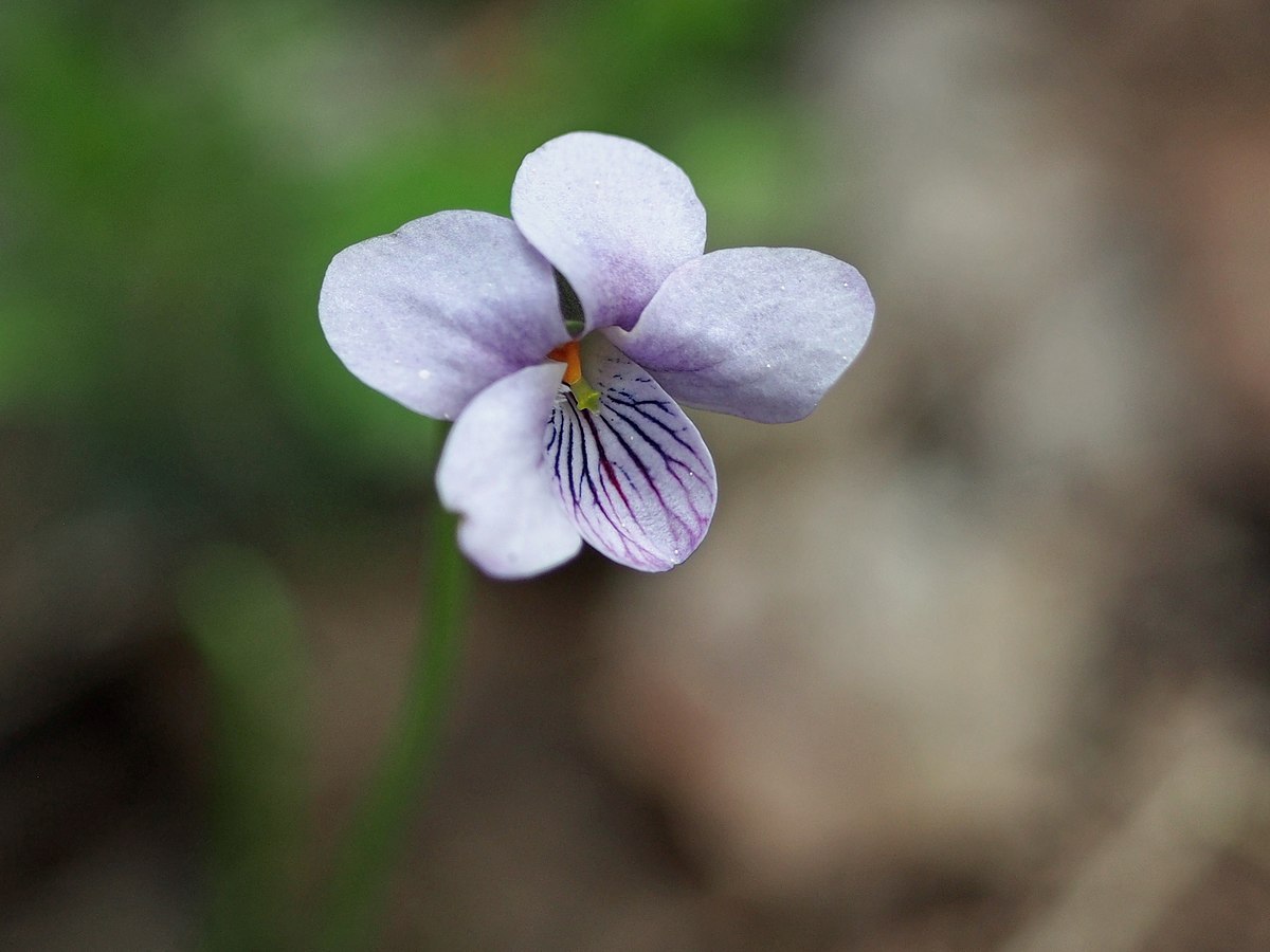 Фиалка топяная Viola uliginosa