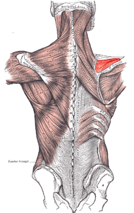 Supraspinatus.PNG