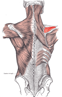 العضلات الواصلة بين الطرف العلوي بالعمود الفقري.(العضلة فوق الشوكة اليمنى تظهر في الأعلى على اليمين باللون الأحمر الفاقع)