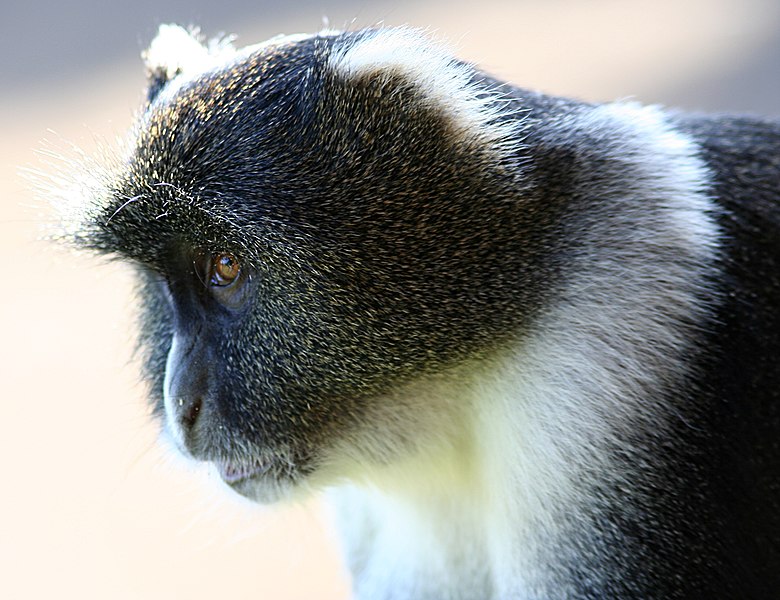 File:Sykes' Monkey, Kenya Mountain Lodge.jpg