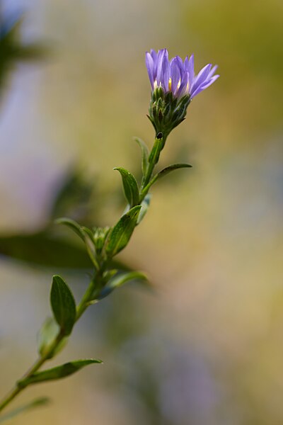 File:Symphyotrichum novi-belgii MichaD 3.jpg