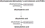 Vignette pour Dihydroptéroate synthase