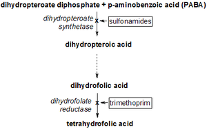 Tetrahydrofolate synthesis pathway THFsynthesispathway.png