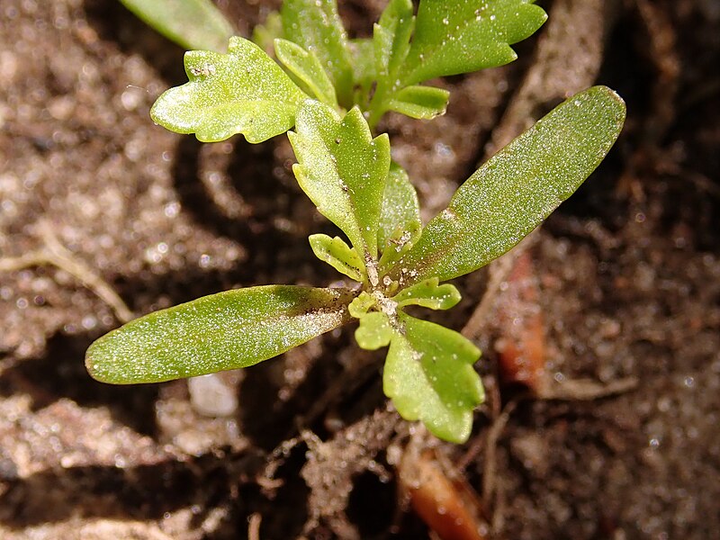 File:Tagetes tenuifolia 2021-05-30 6379.jpg