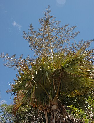 <i>Tahina spectabilis</i> Species of palm