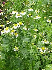 <center>Tanacetum parthenium</center>