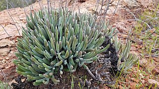 <i>Dudleya attenuata</i> Species of succulent