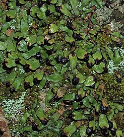 Targionia hypophylla 20100424a detalle.jpg