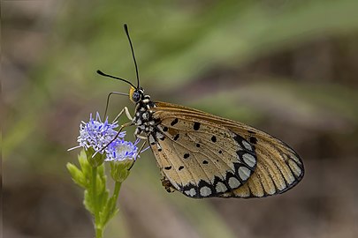 Tawny coster Acraea terpsicore