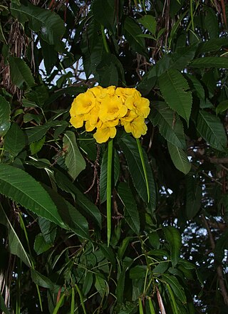 <i>Tecoma castanifolia</i> Species of flowering plant