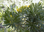 Genista linifolia üçün miniatür