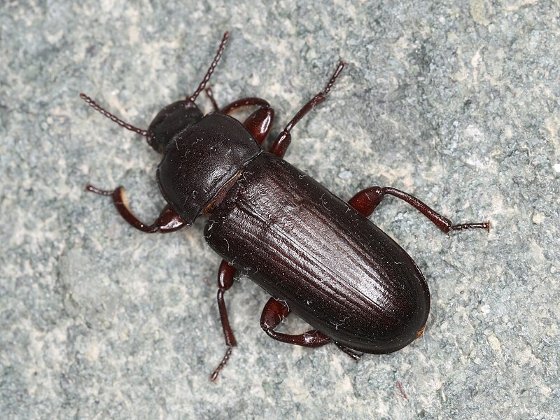 File:Tenebrio molitor (42203443085).jpg