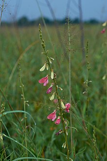 Тефрозия onobrychoides.jpg