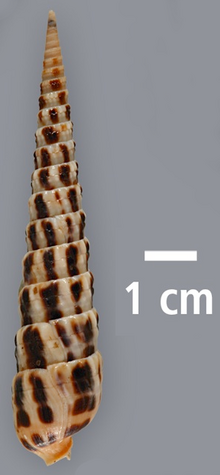 Terebra taurina shell.png 