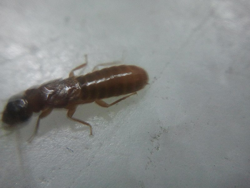 File:Termite 2.jpg