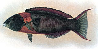 <i>Thalassoma</i> Genus of fishes