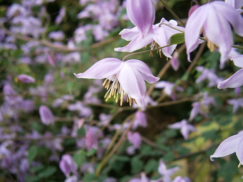 File:Thalictrum chelidonii03.jpg