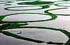 Yang Loktak Lake.jpg