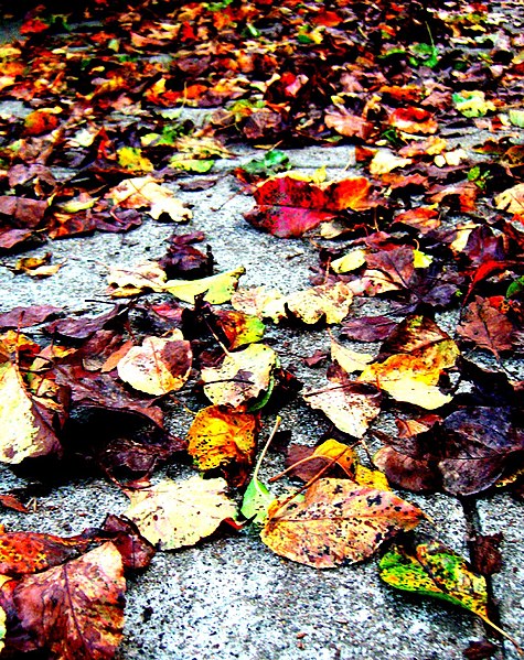 File:The autumn leaves (305979423).jpg