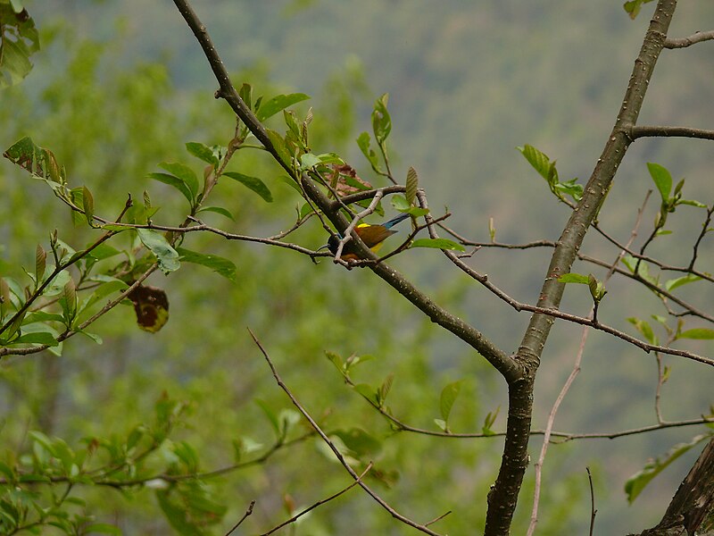 File:The green-tailed sunbird (Aethopyga nipalensis).jpg