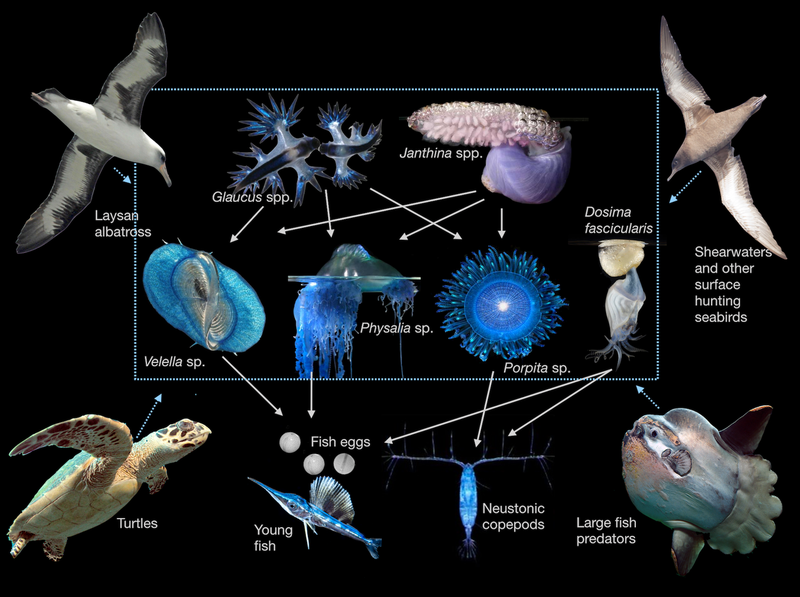 File:The neuston food web.png