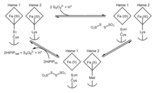 Proposed mechanistic process of the reversible conversion of thiosulfate to tetrathionate in A. vinosum, catalyzed by a cysteine residue and two iron-containing hemes. Thiosulfate Dehydrogenase Mechanism.png