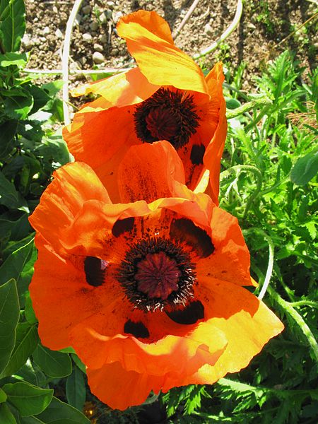 File:Thomas Bresson - Papaver-orientale- (by).jpg