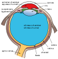 Another view of the eye and the structures of the eye labelled