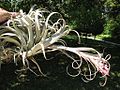 Tillandsia sphaerocephala (TS) 2-06004.jpg