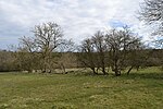 Tingewick Meadows