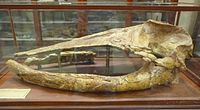 cranio di Titanocetus sammarinensis, cetaceo fossile rinvenuto a San Marino