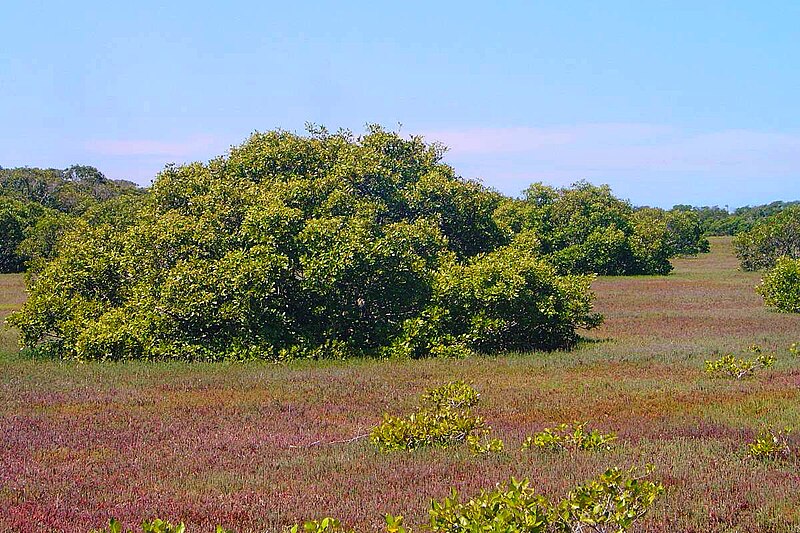 File:Towra Point, NSW - Salt marsh and mangroves (2018).JPG