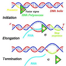 Transcription of DNA by RNA polymerase to produce primary transcript Transcription.jpg