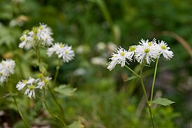 Trautvetteria caroliniensis