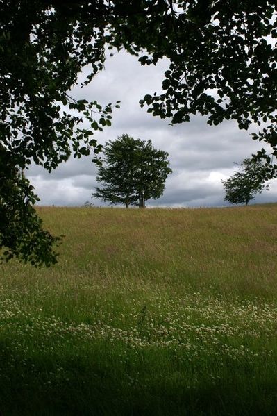 File:Tree east of Howgate - geograph.org.uk - 891506.jpg