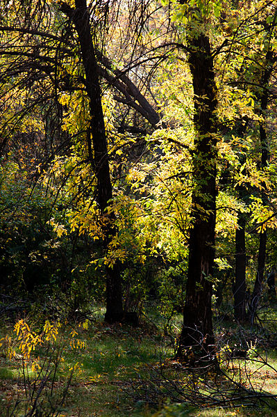 File:Trees in Volgograd Oblast.jpg