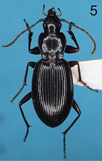 <i>Trephionus</i> Genus of beetles