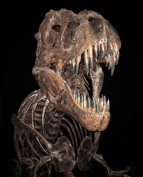 File:202007 Tyrannosaurus rex.svg - Wikimedia Commons