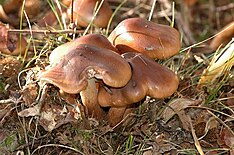 Tricholoma.ustale .-. Lindsey.jpg