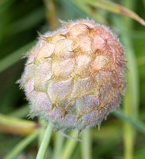 <i>Trifolium fragiferum</i> Species of flowering plant in the bean family Fabaceae