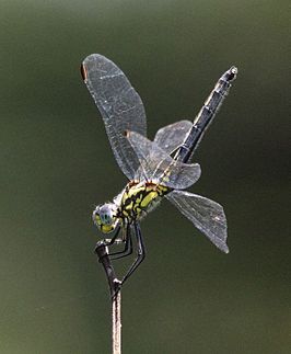 Trithemis stictica