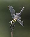 Trithemis stictica 1.jpg