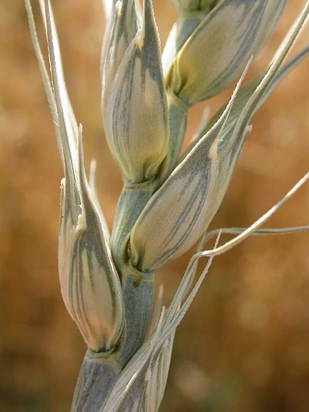 File:Triticum aestivum (3885581405).jpg