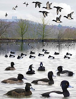 Tufted Duck from the Crossley ID Guide Britain and Ireland