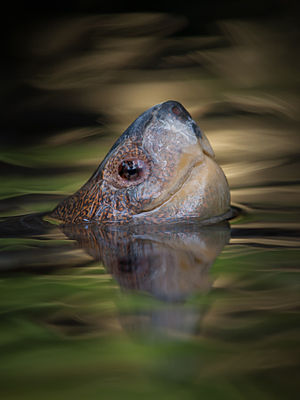 Turtle (unidentified Testudines) popping its head above water at the Colchester Zoo