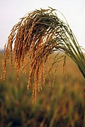 U.S. long grain rice K7577-1.jpg